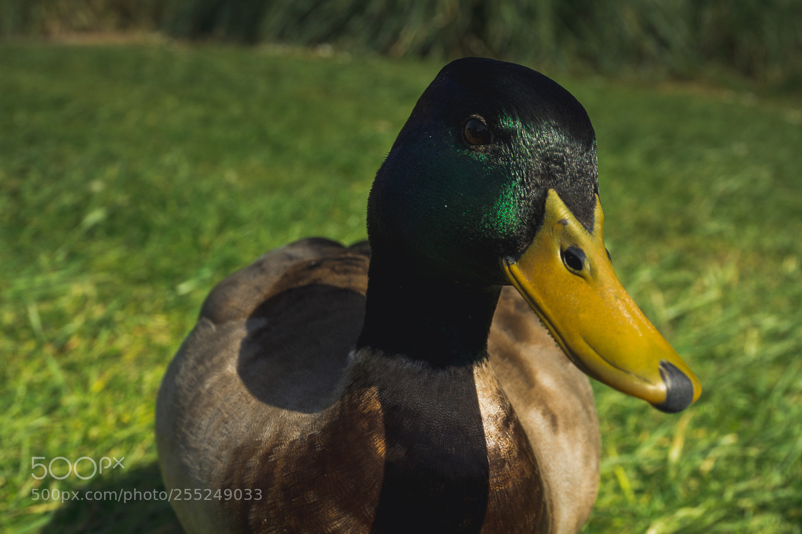 Sony a6000 sample photo. Dsc photography