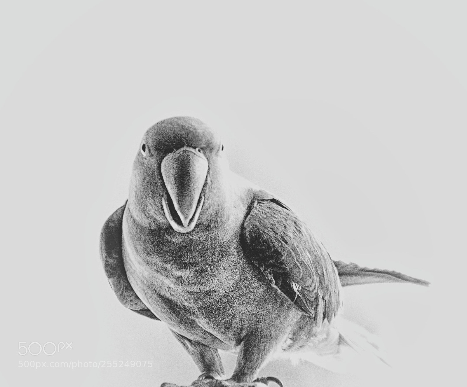 Canon EOS 450D (EOS Rebel XSi / EOS Kiss X2) sample photo. Pet parrot photography