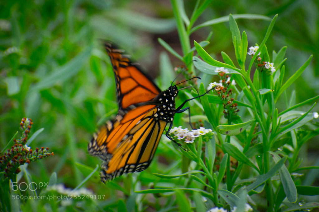 Nikon D3400 sample photo. Untitled photography