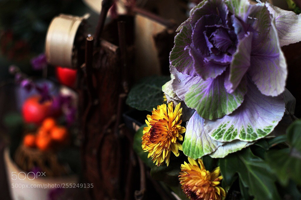 Canon EOS 5D Mark II sample photo. Untitled photography
