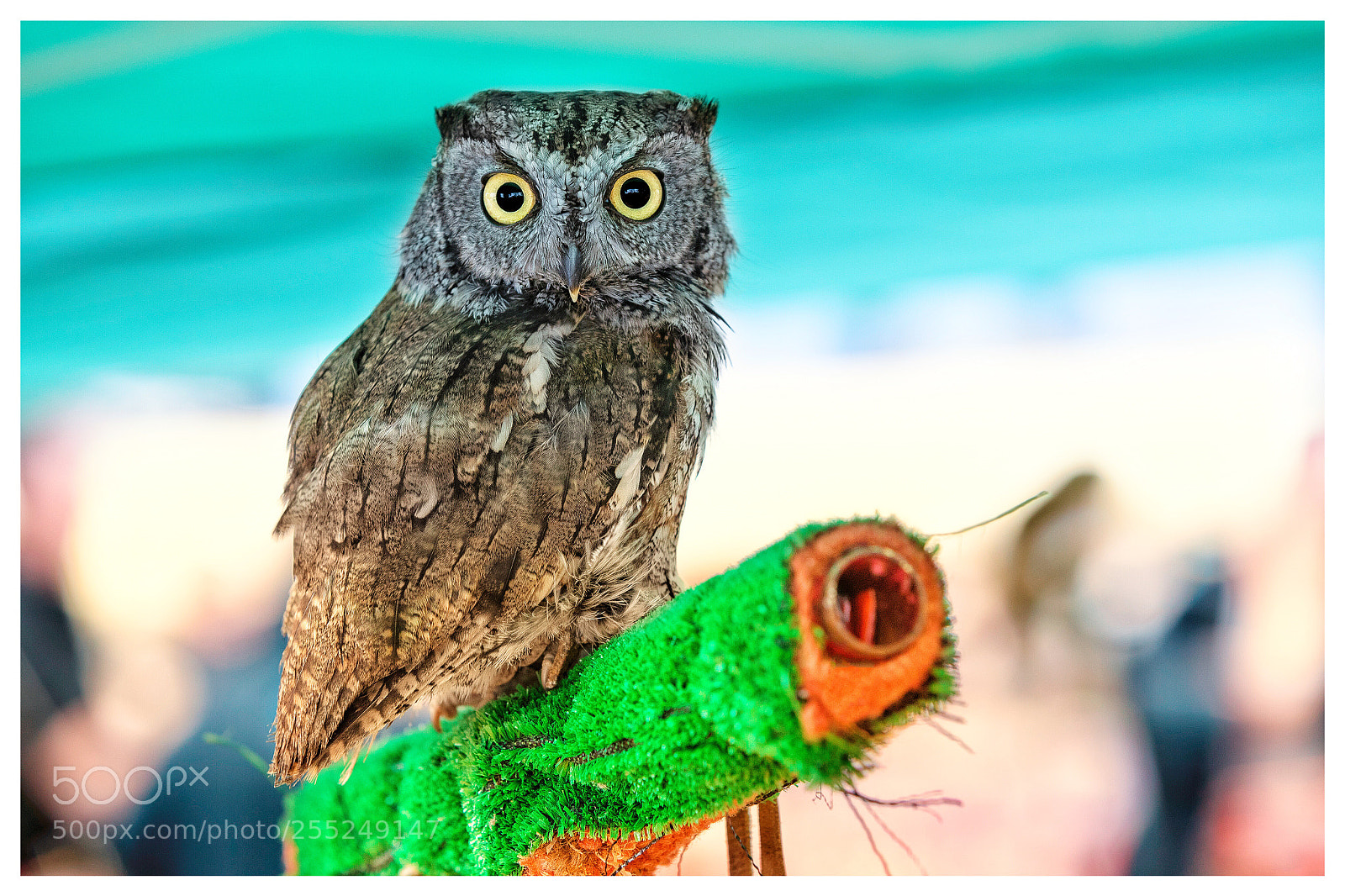 Canon EOS-1D X Mark II sample photo. Little owl photography