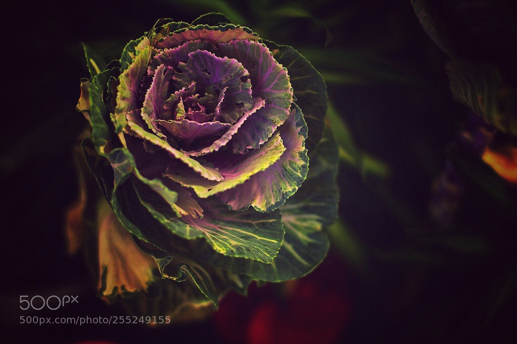 Canon EOS 5D Mark II sample photo. Untitled photography