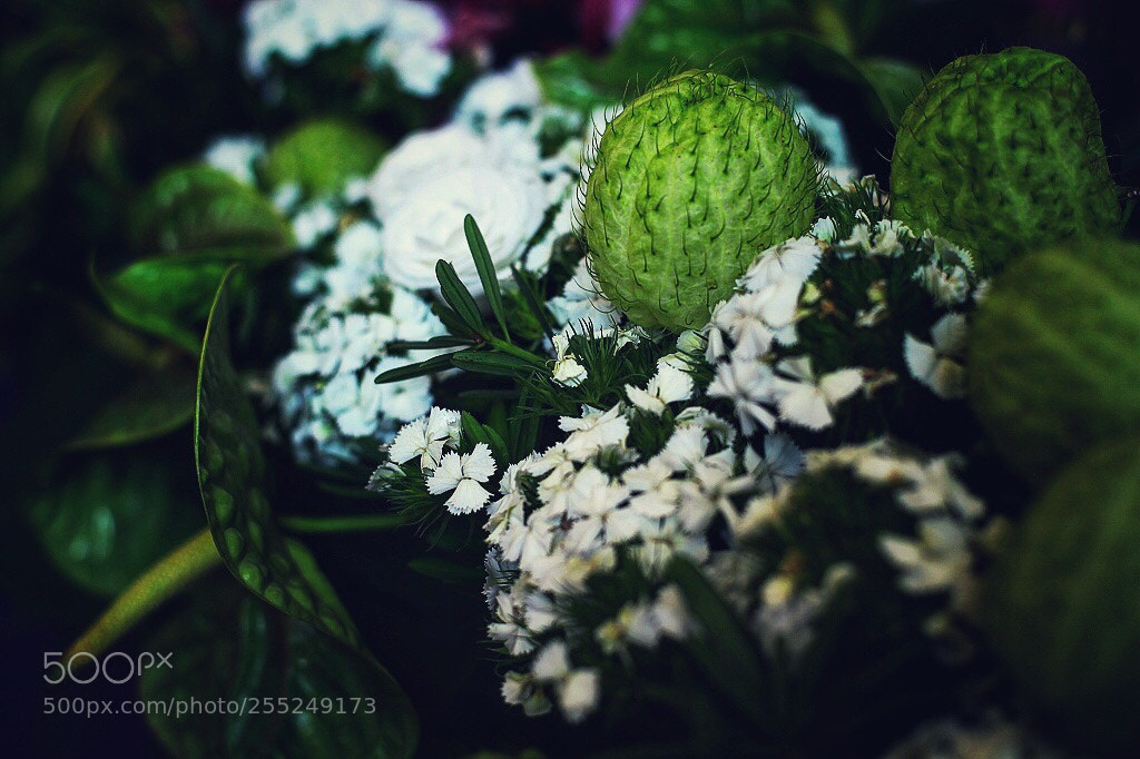 Canon EOS 5D Mark II sample photo. Untitled photography