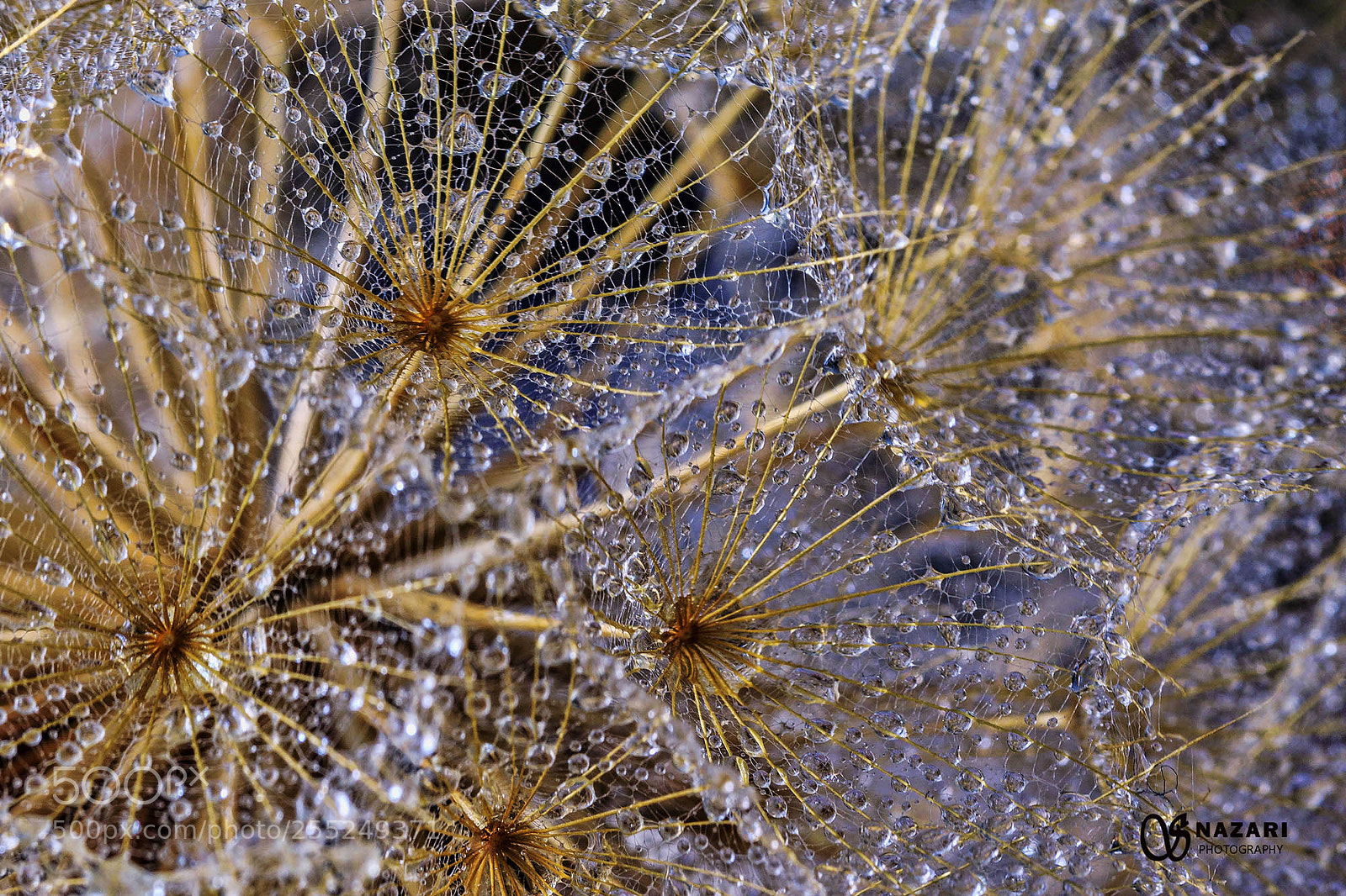 Canon EOS 7D Mark II sample photo. Dandelion photography