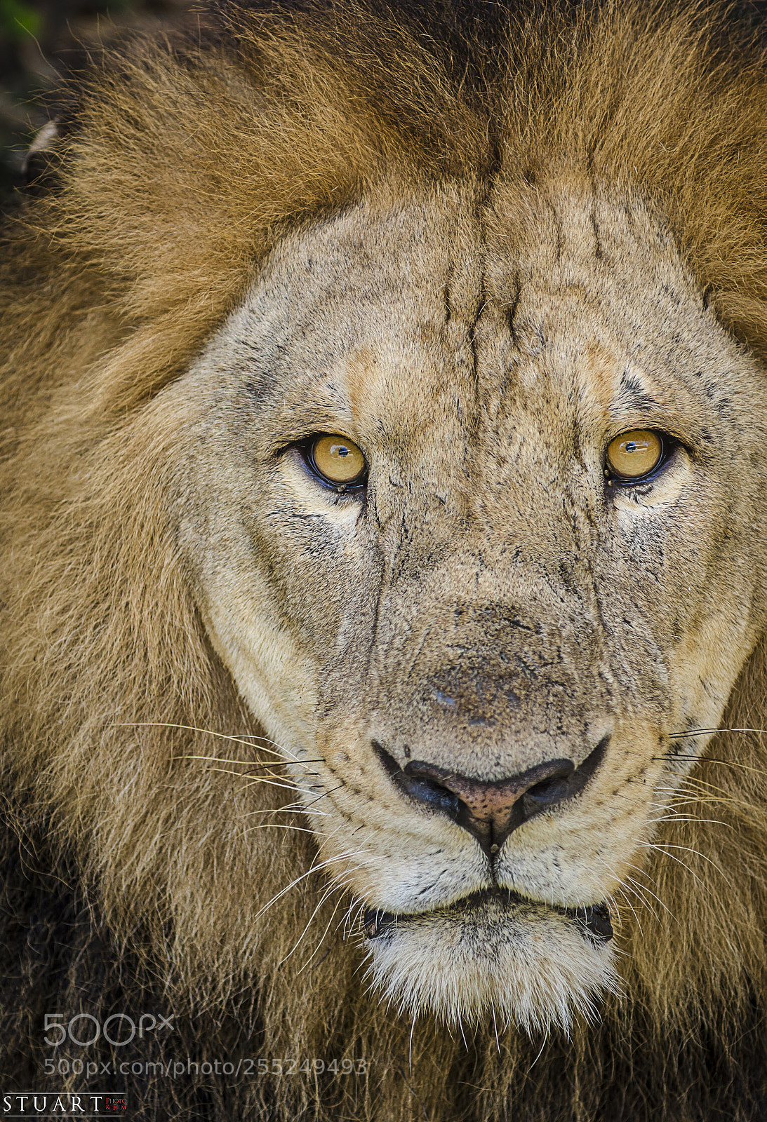 Nikon D7200 sample photo. Lyon portrait photography