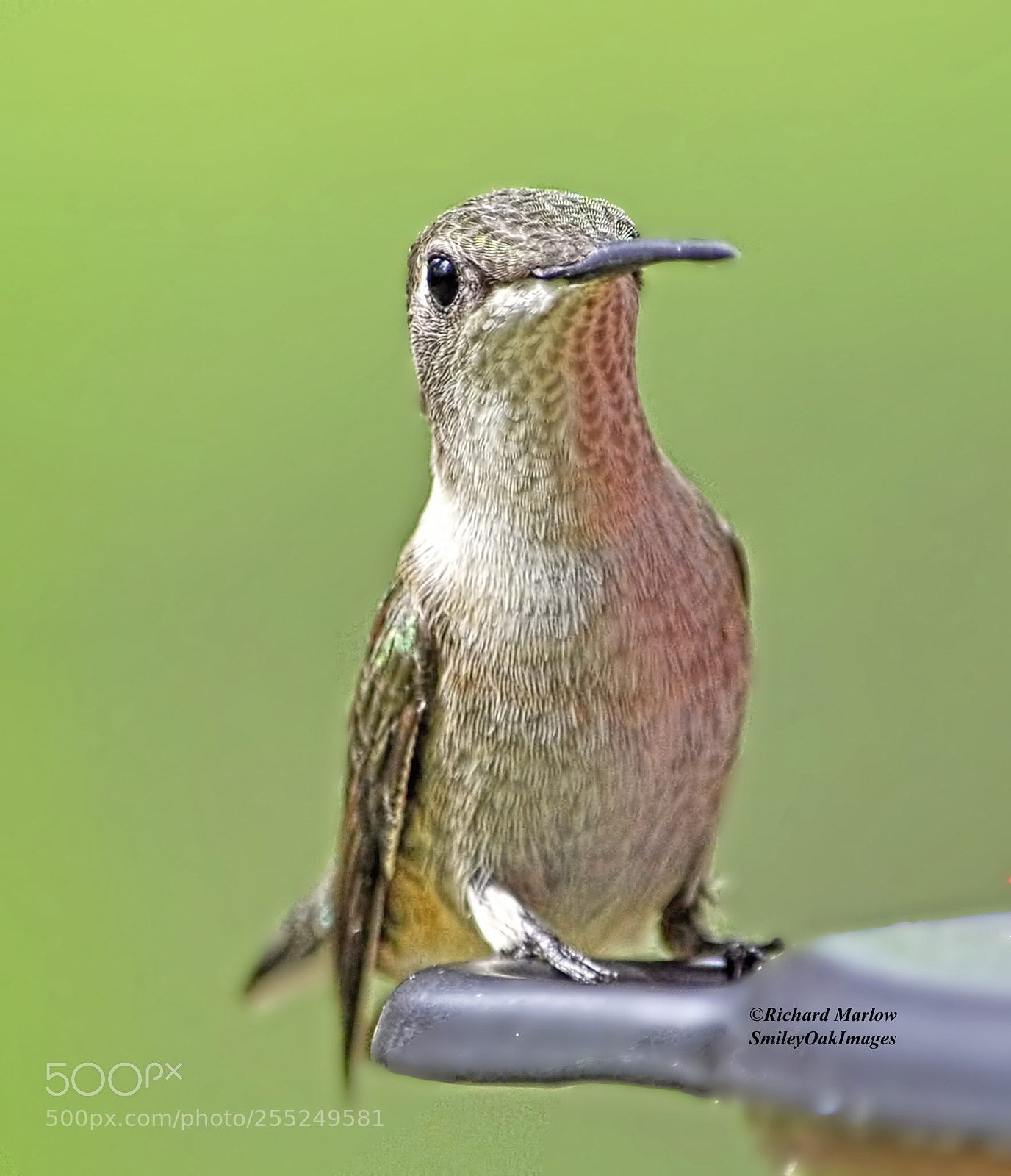 Nikon D5000 sample photo. Hummingbird photography
