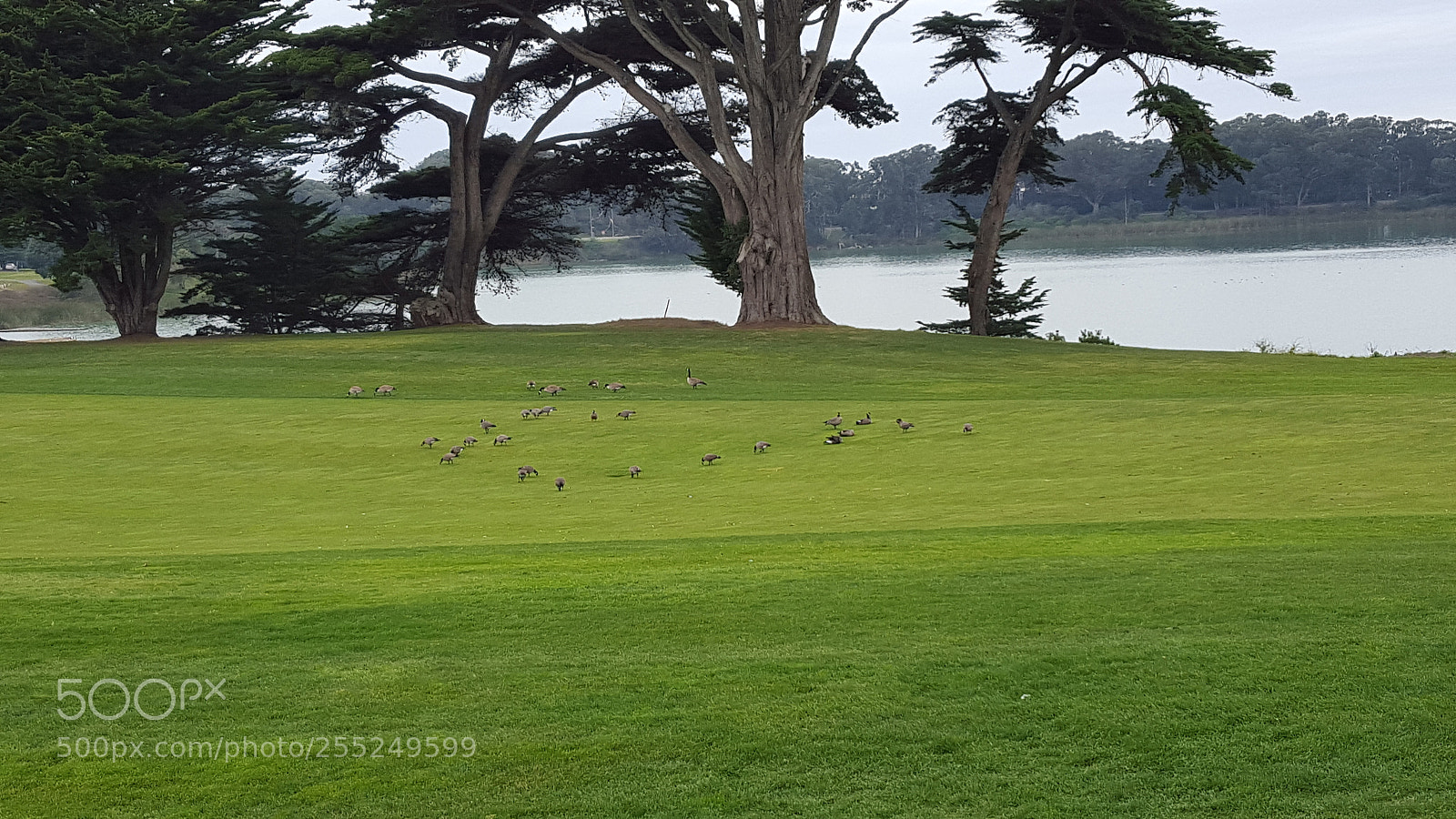 Samsung Galaxy S6 sample photo. Golf course photography
