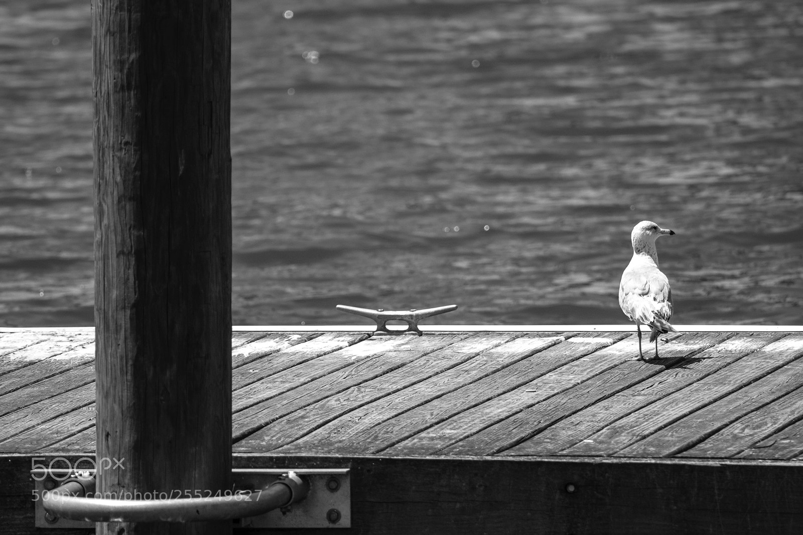 Canon EOS 80D sample photo. Seagull of solitude. photography