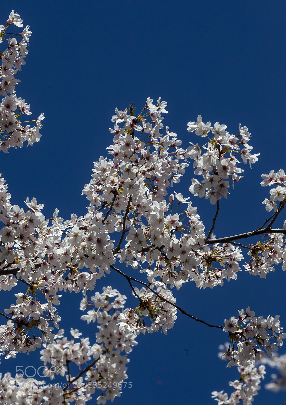 Canon EOS 5D Mark II sample photo. Cherry blossoms photography