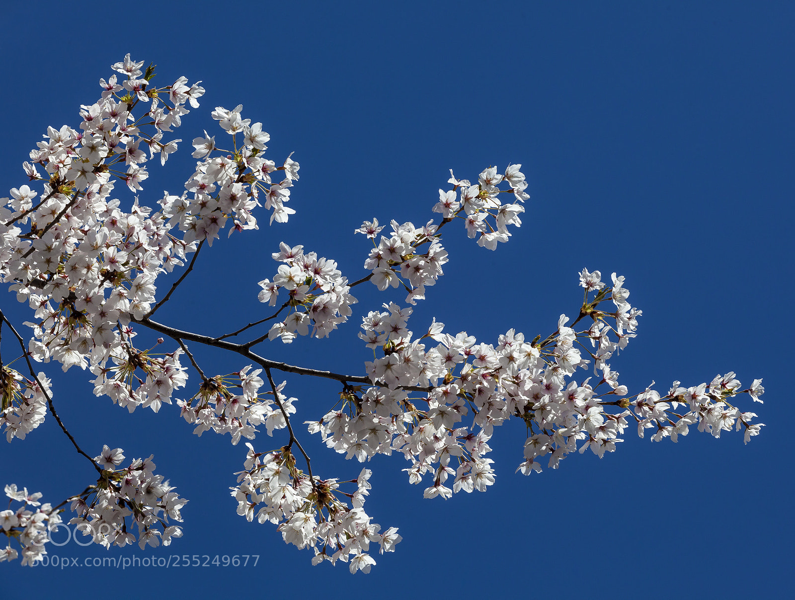 Canon EOS 5D Mark II sample photo. Cherry blossoms photography