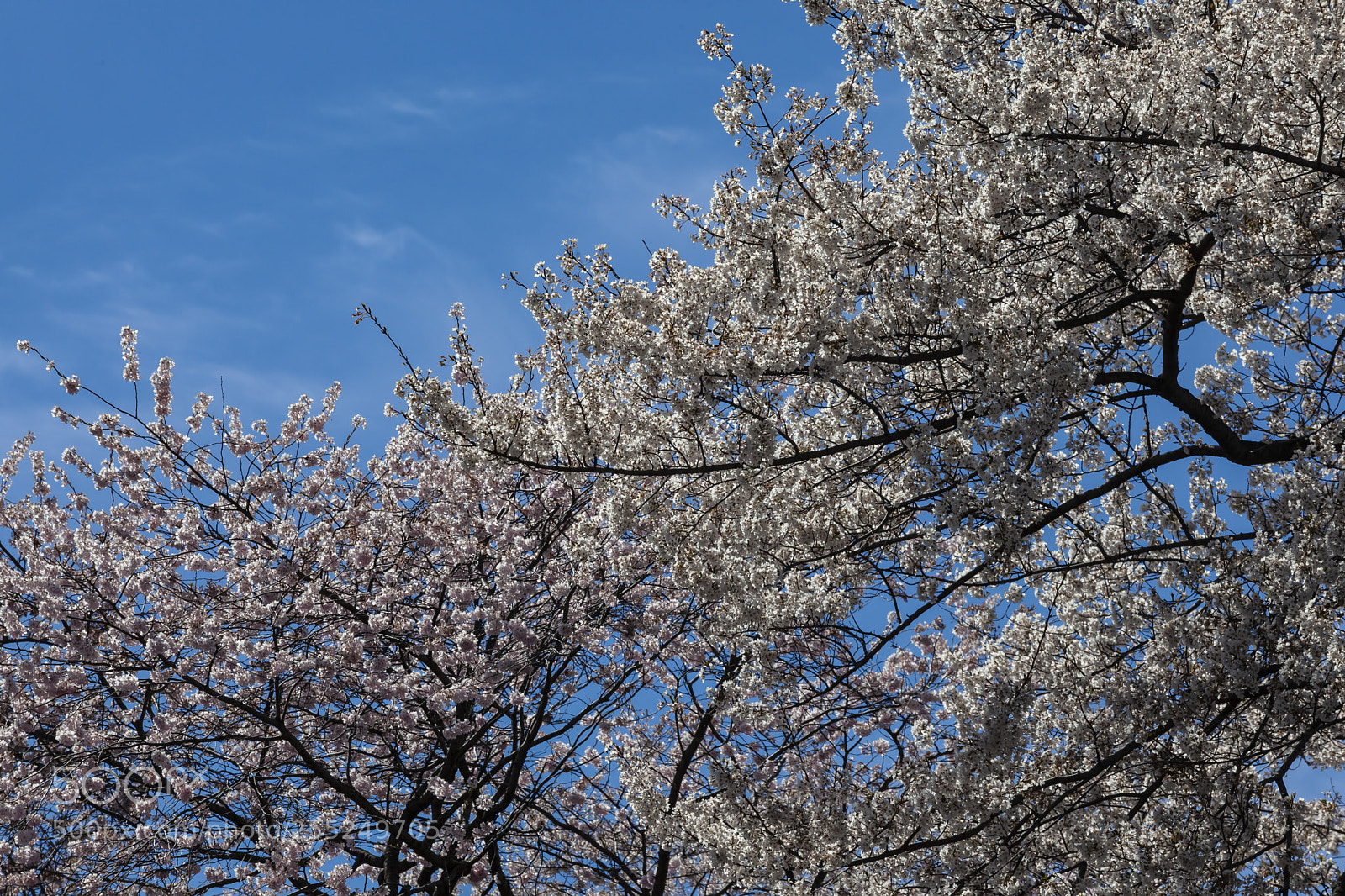 Canon EOS 5D Mark II sample photo. Cherry blossoms photography