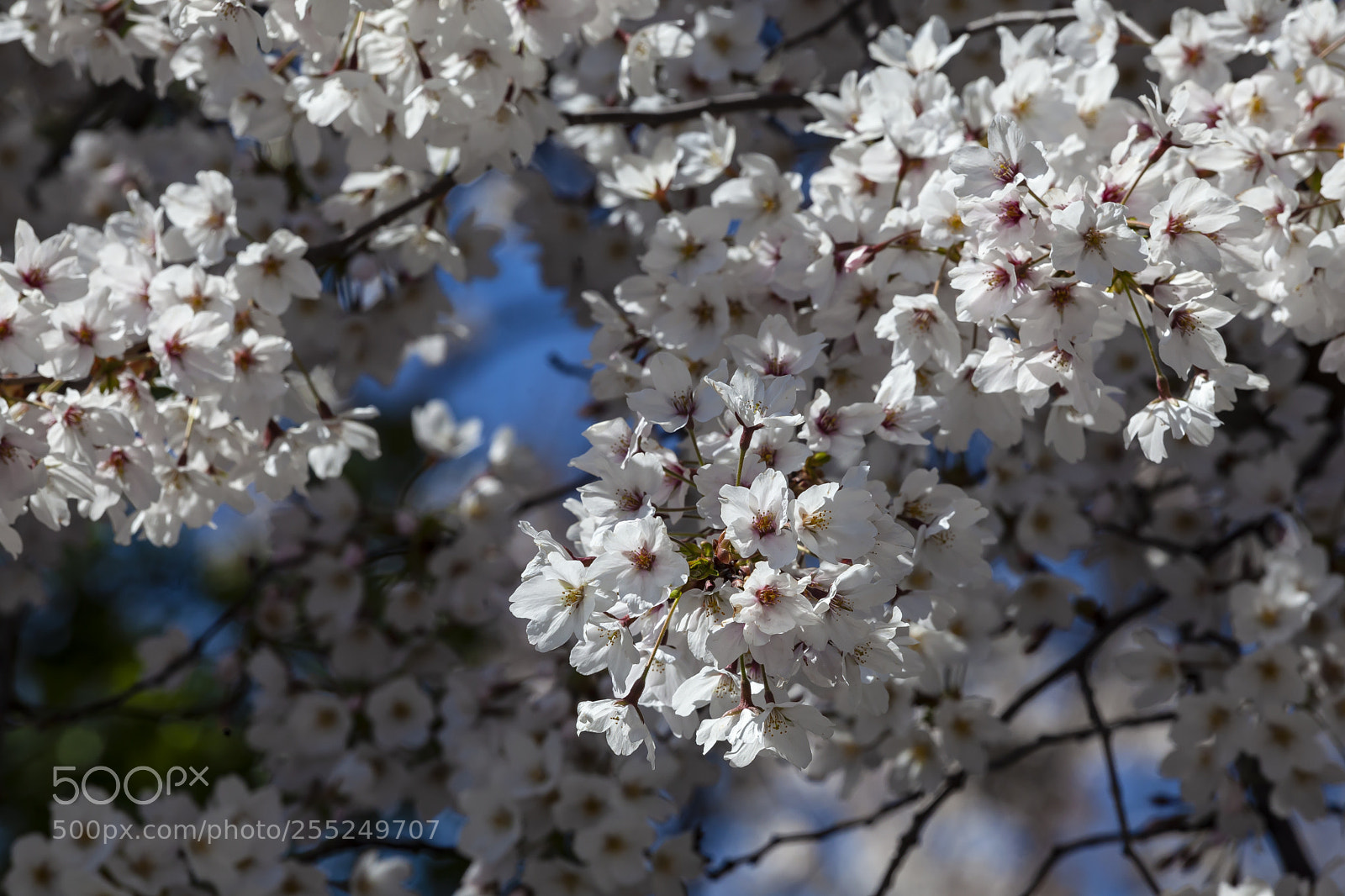 Canon EOS 5D Mark II sample photo. Cherry blossoms photography