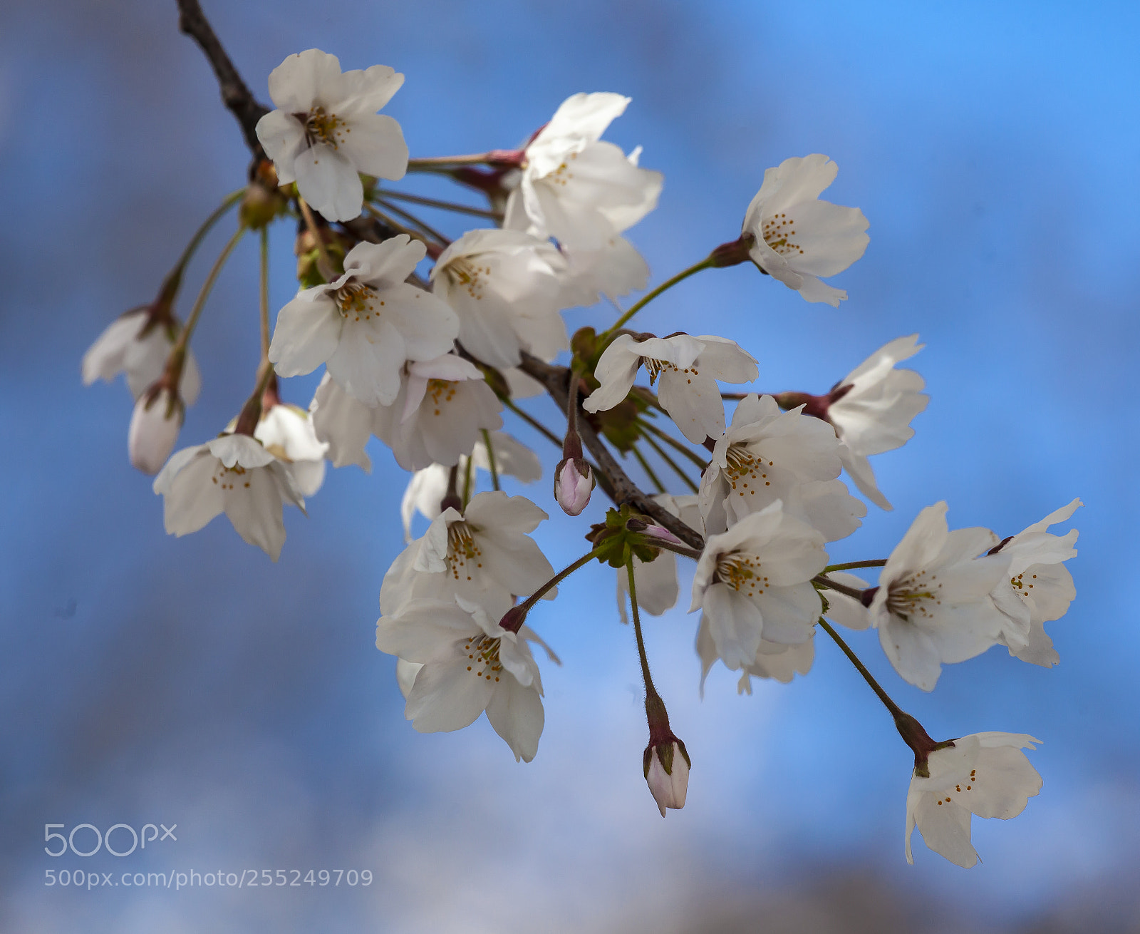 Canon EOS 5D Mark II sample photo. Cherry blossoms photography
