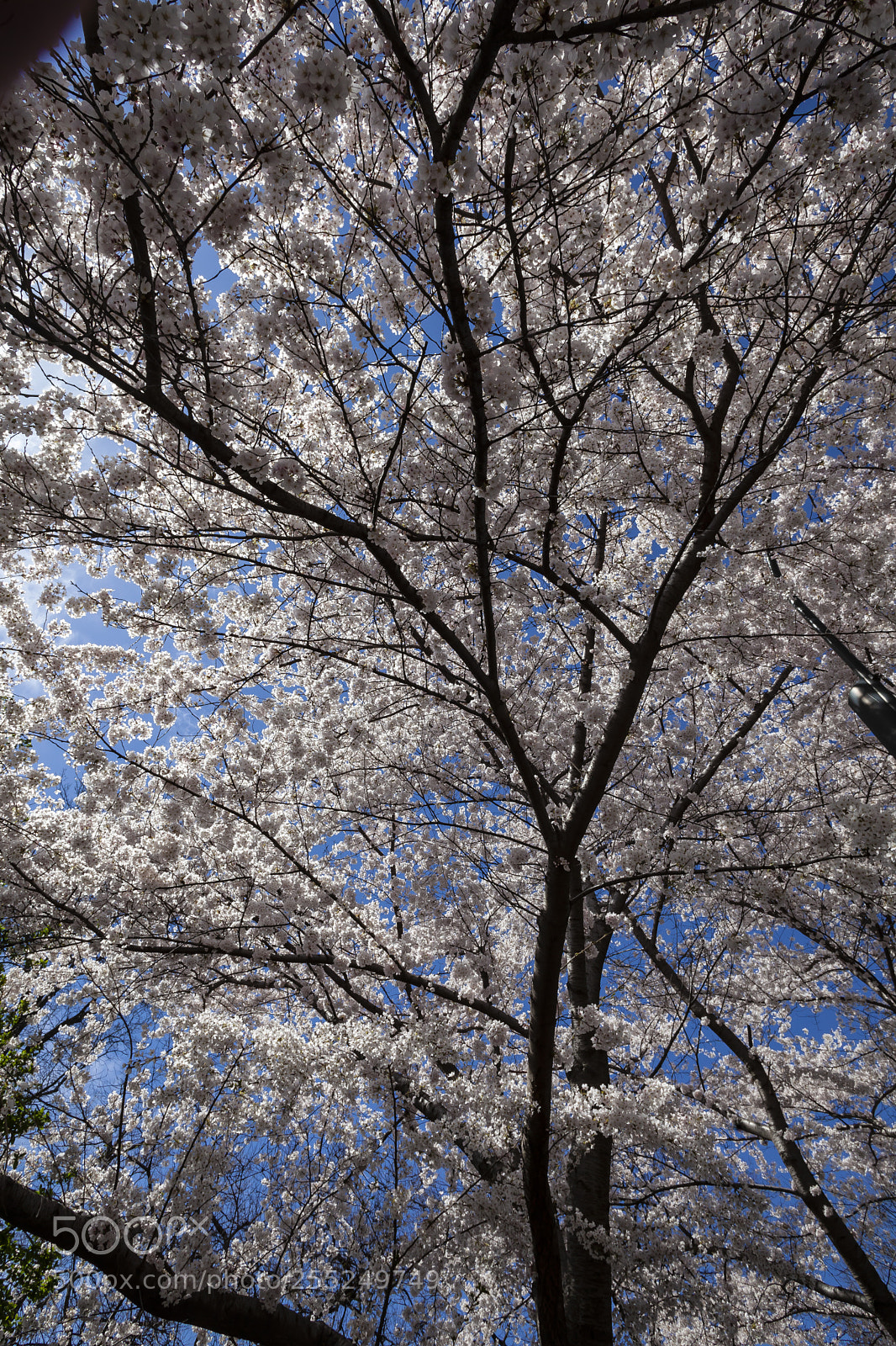 Canon EOS 5D Mark II sample photo. Cherry blossoms photography