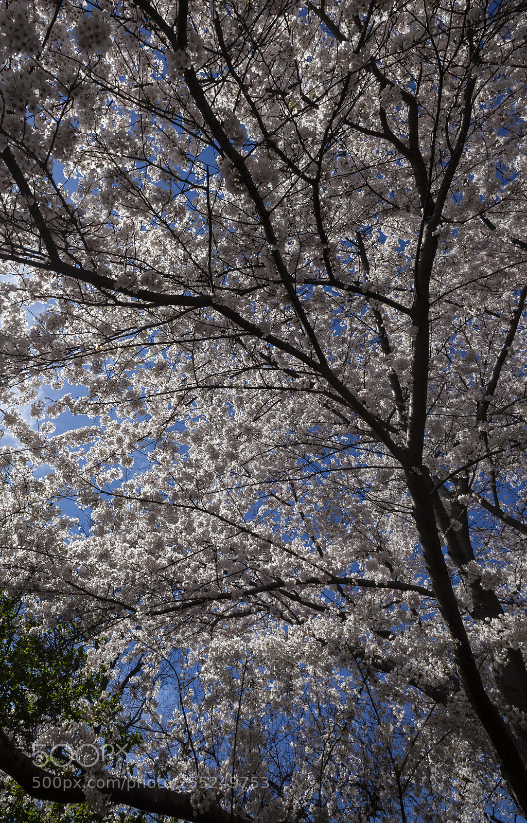 Canon EOS 5D Mark II sample photo. Cherry trees photography
