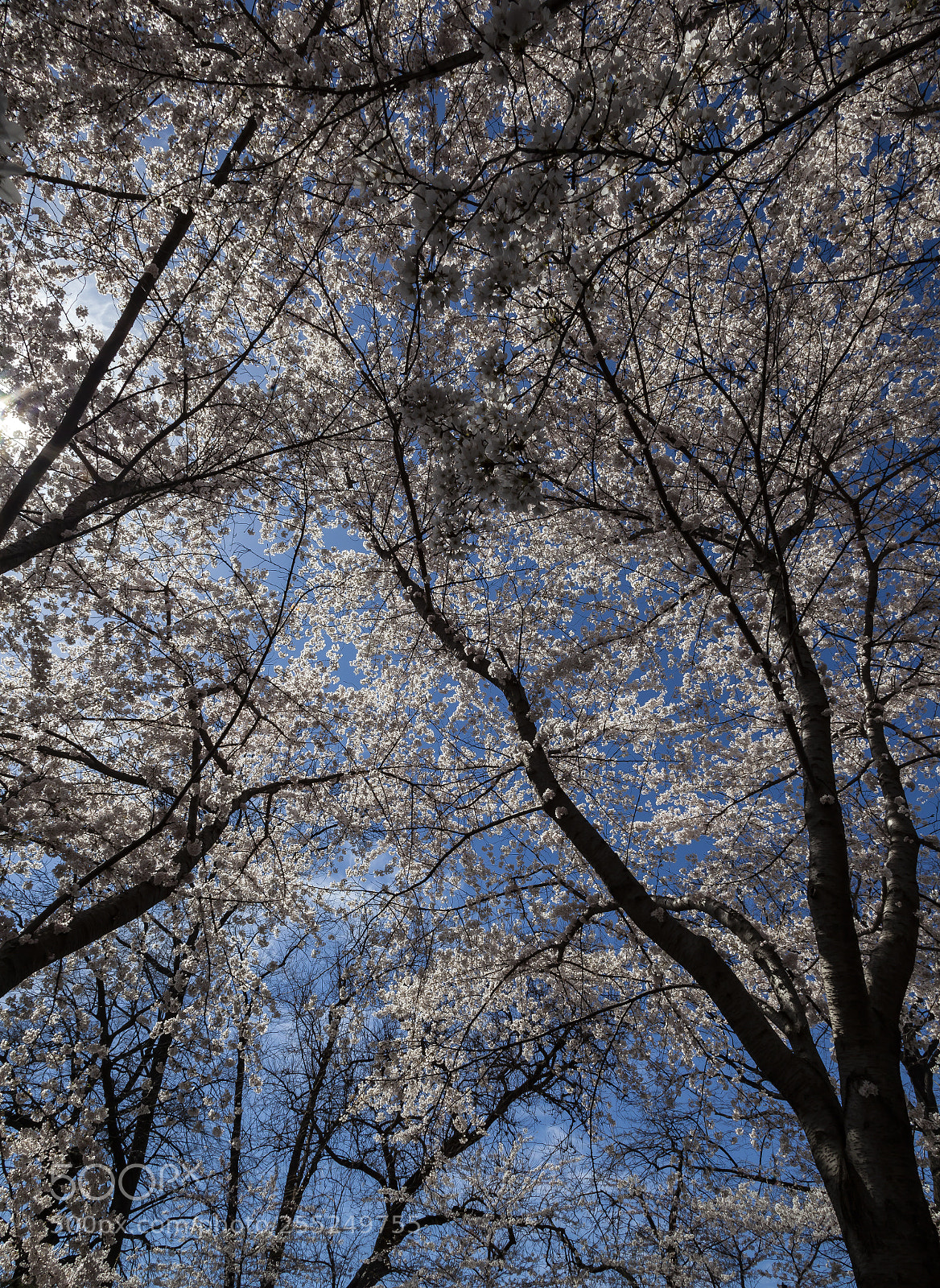 Canon EOS 5D Mark II sample photo. Cherry trees photography
