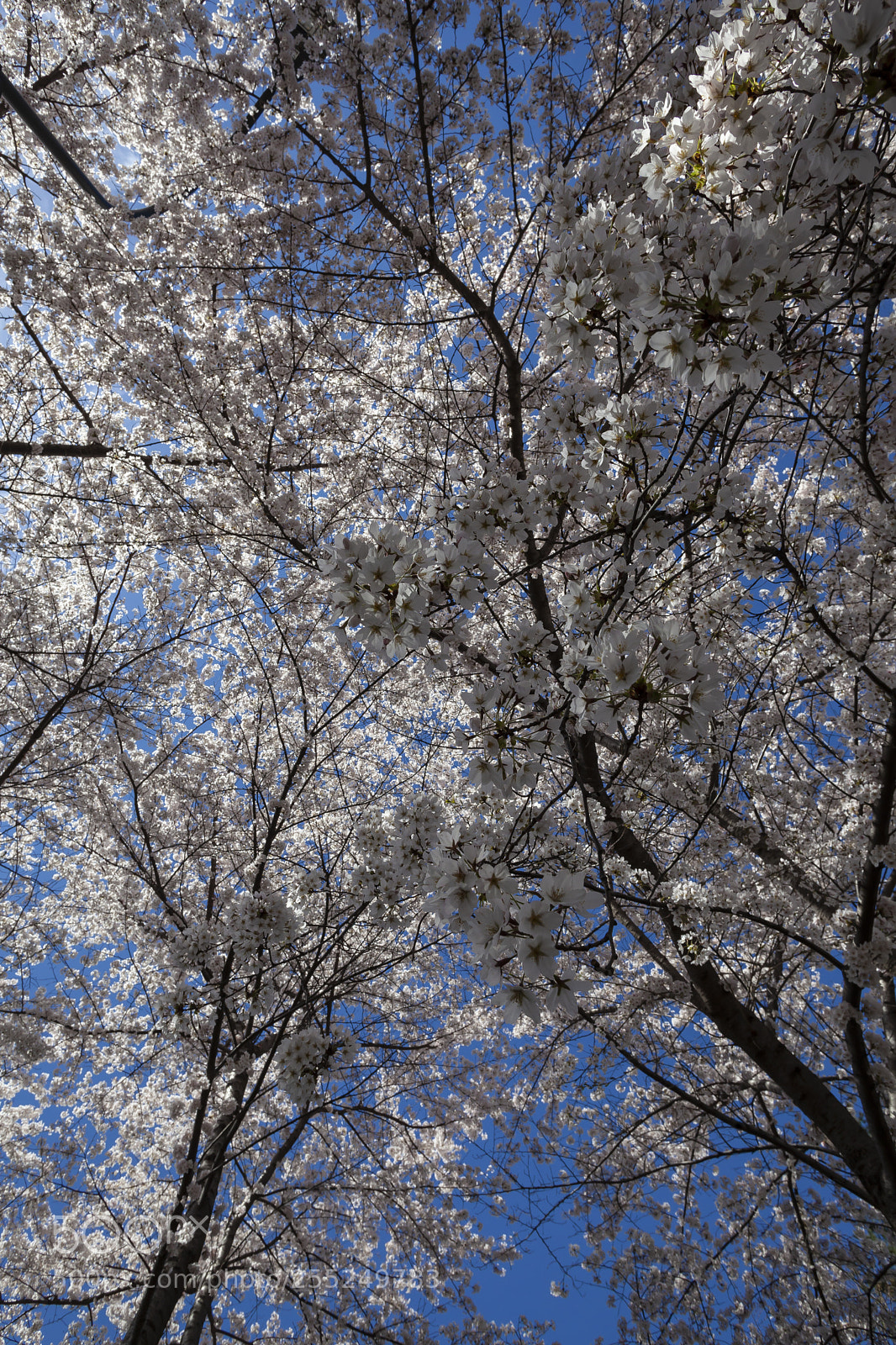 Canon EOS 5D Mark II sample photo. Cherry trees photography