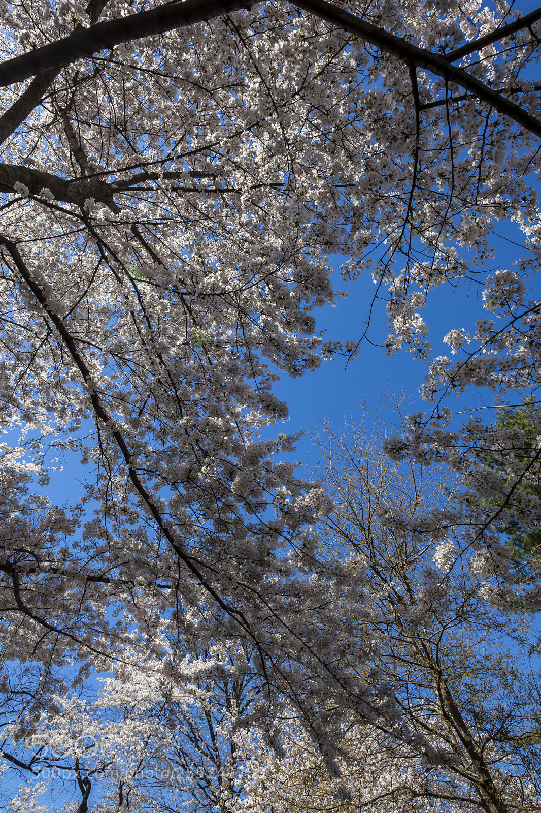 Canon EOS 5D Mark II sample photo. Cherry trees photography