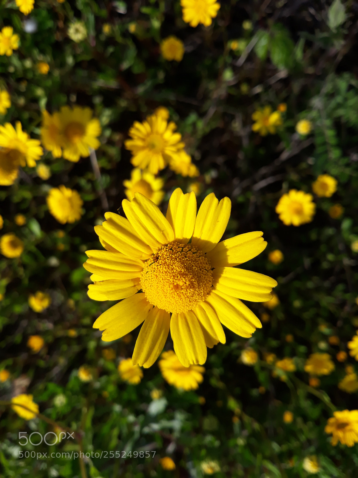 Samsung Galaxy J5 sample photo. Flower photography