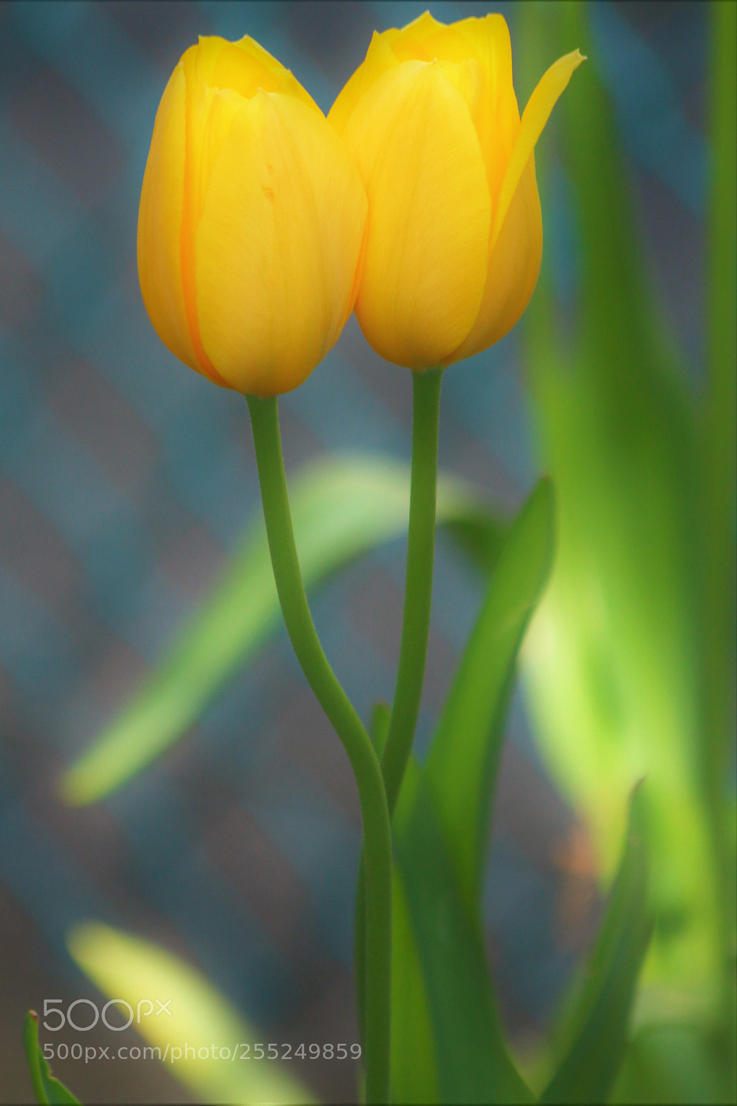 Canon EOS 700D (EOS Rebel T5i / EOS Kiss X7i) sample photo. Kiss me! photography