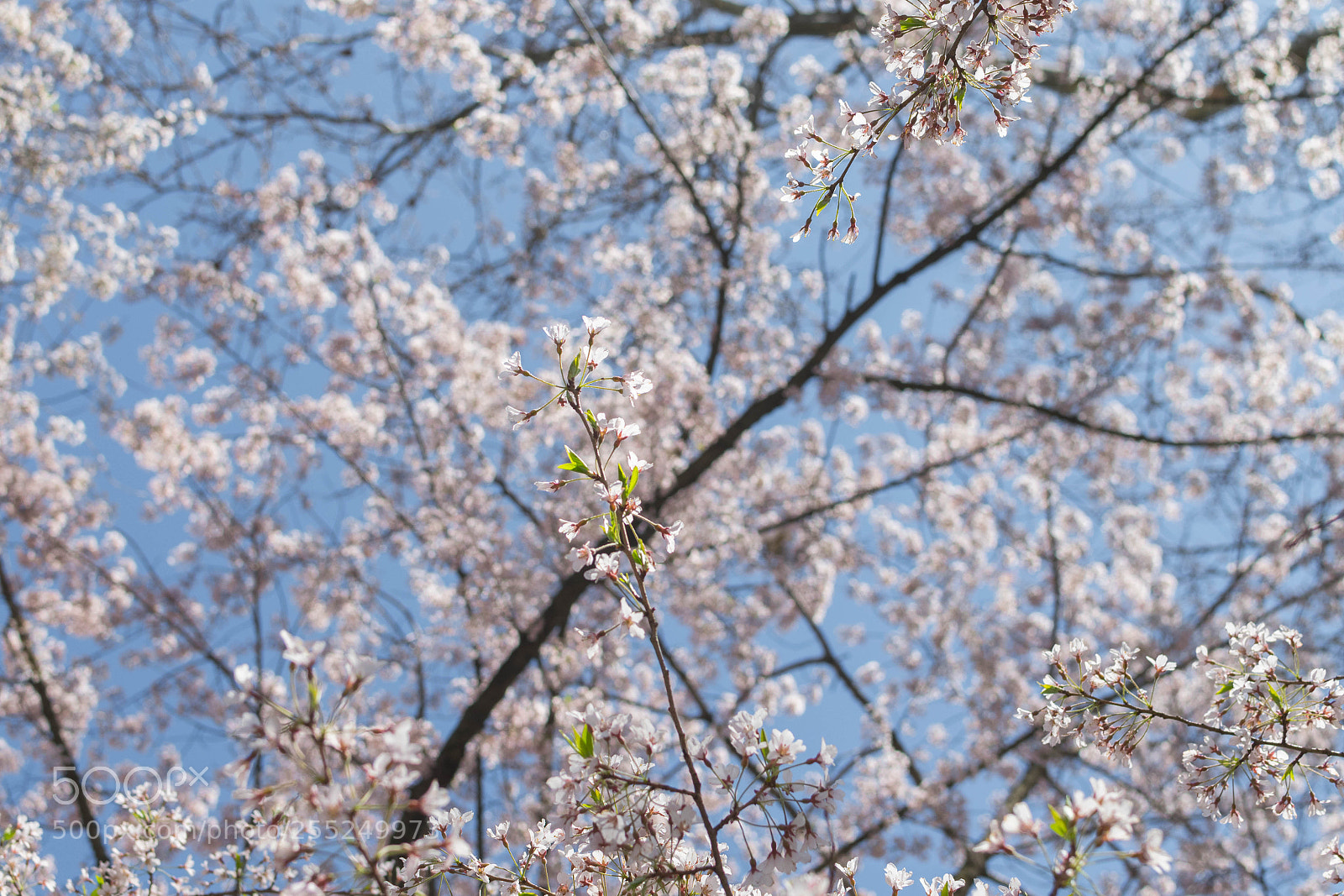 Nikon D5300 sample photo. Standout photography