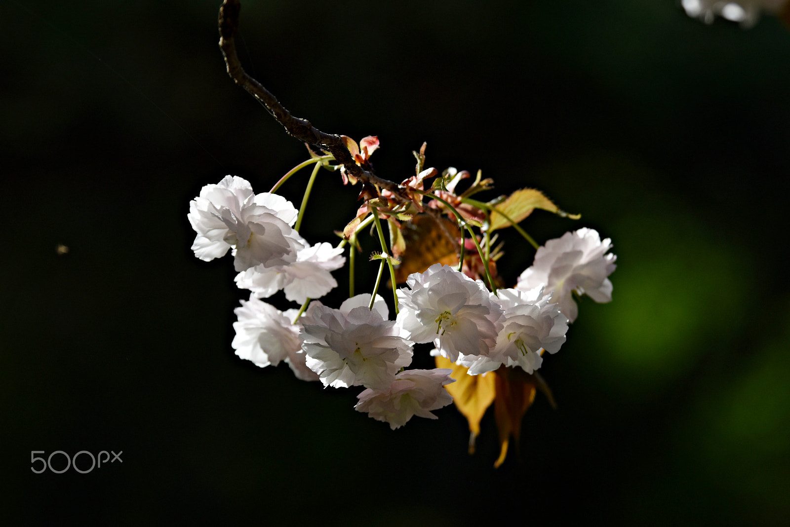 Nikon D810 + Nikon AF Nikkor 80-400mm F4.5-5.6D ED VR sample photo. Double flowering cherry blossoms photography