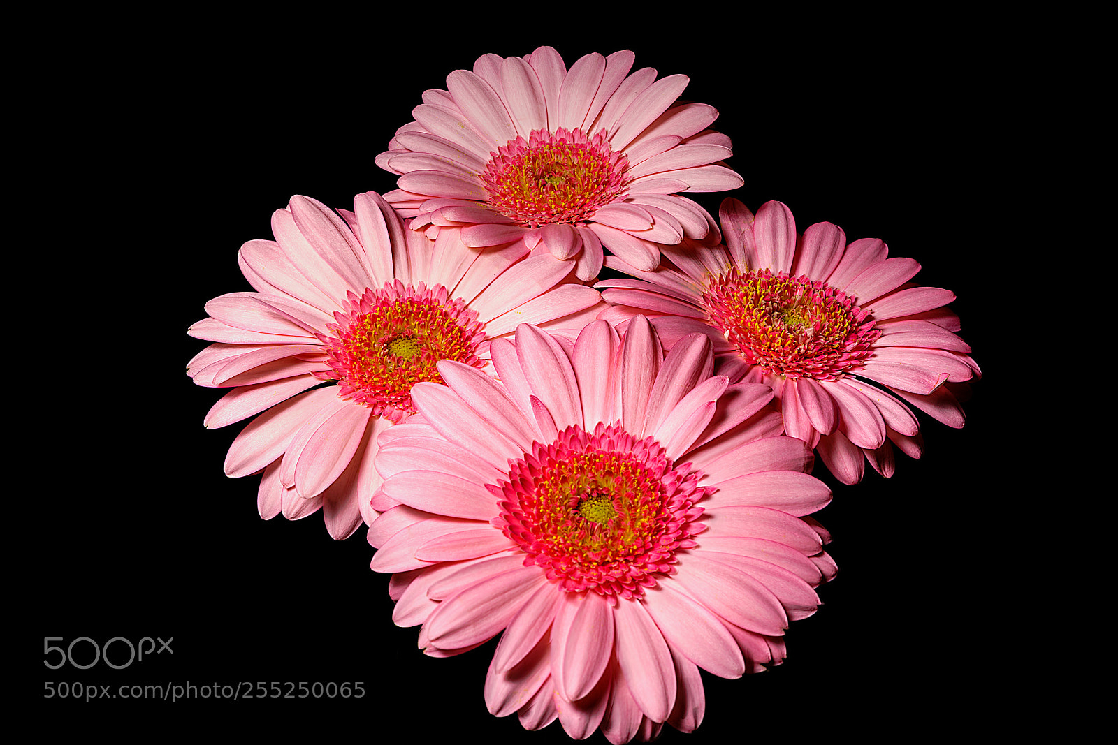 Sony a7R II sample photo. Gerbera photography