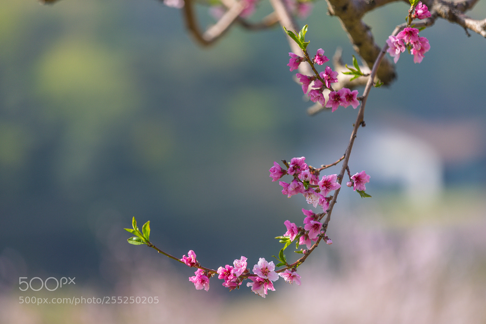 Canon EOS 5D Mark IV sample photo. 한국에 자연 photography