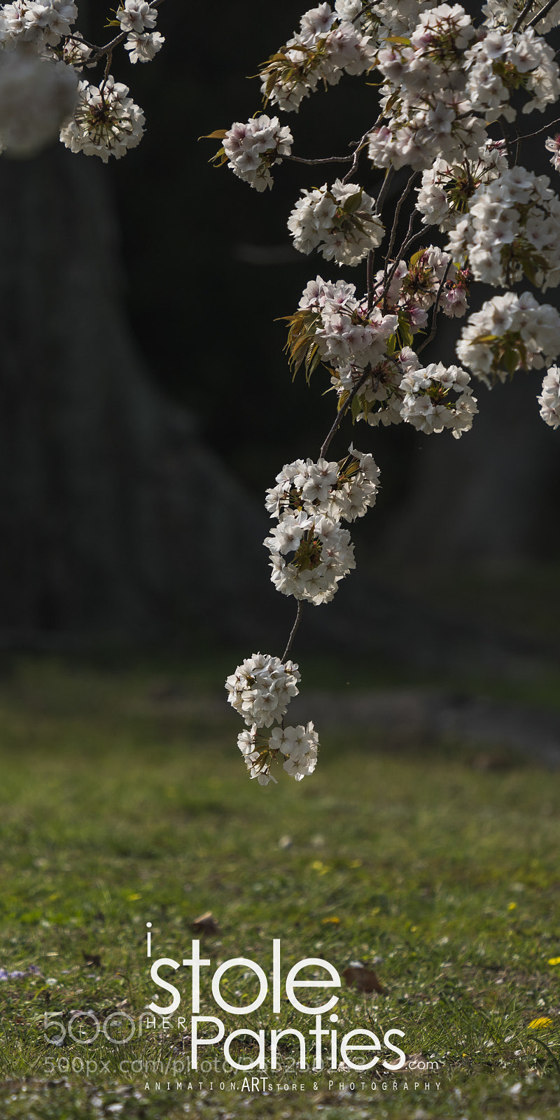 Sony a7R III sample photo. Hamarikyu gardens tokyo, tokyo photography