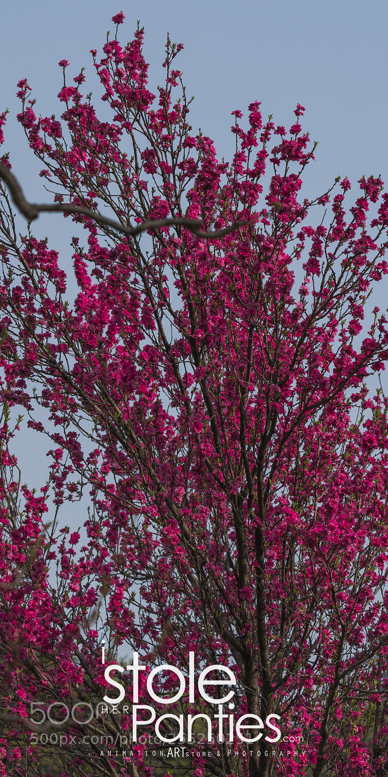 Sony a7R III sample photo. Hamarikyu gardens tokyo, tokyo photography