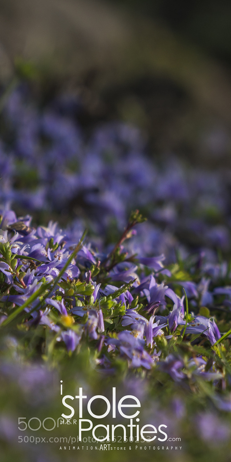 Sony a7R III sample photo. Hamarikyu gardens tokyo, tokyo photography