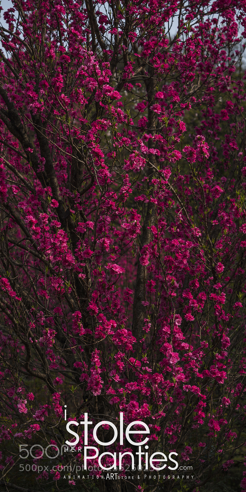 Sony a7R III sample photo. Hamarikyu gardens tokyo, tokyo photography