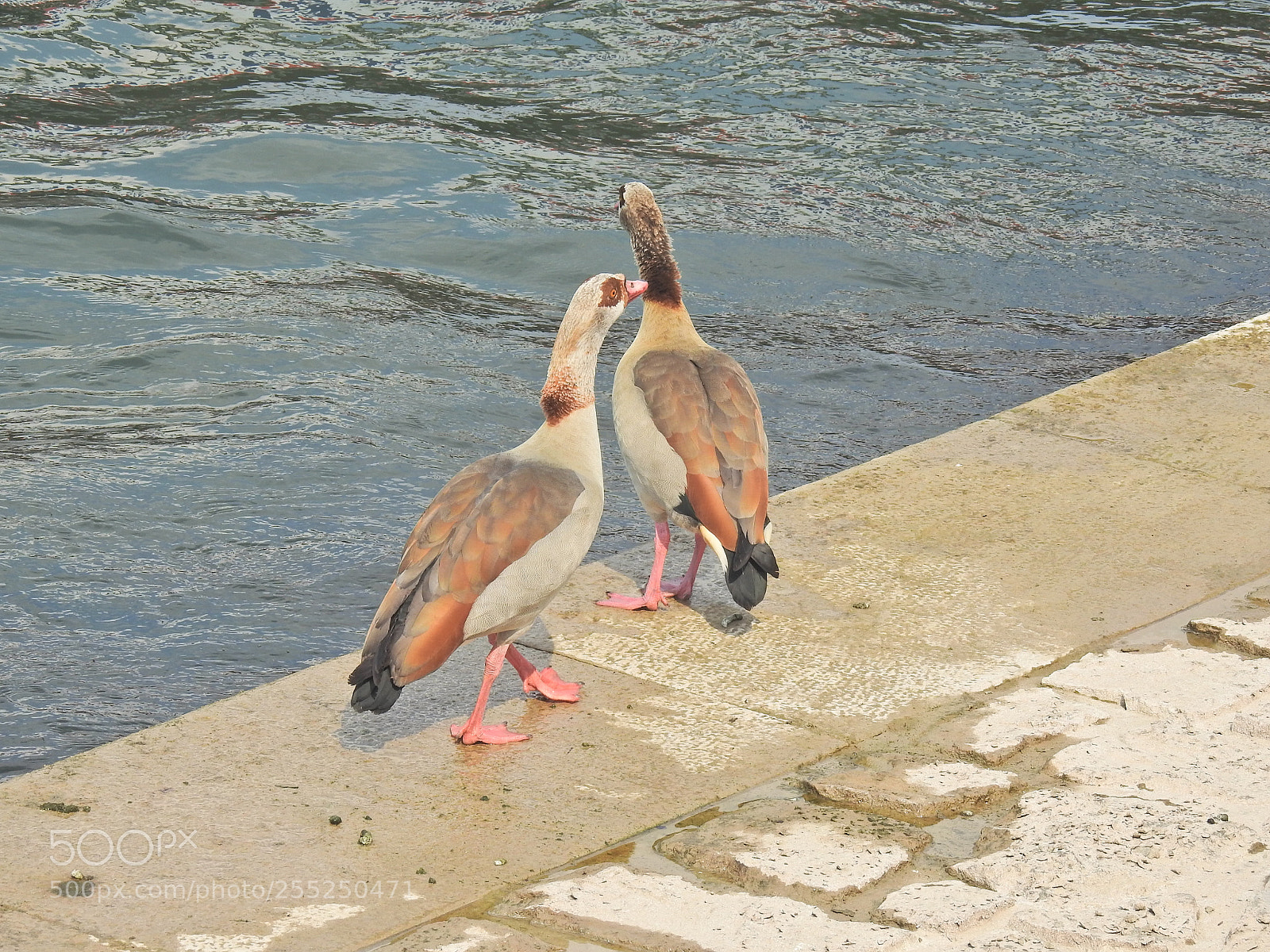Nikon Coolpix P900 sample photo. Couple of geese photography