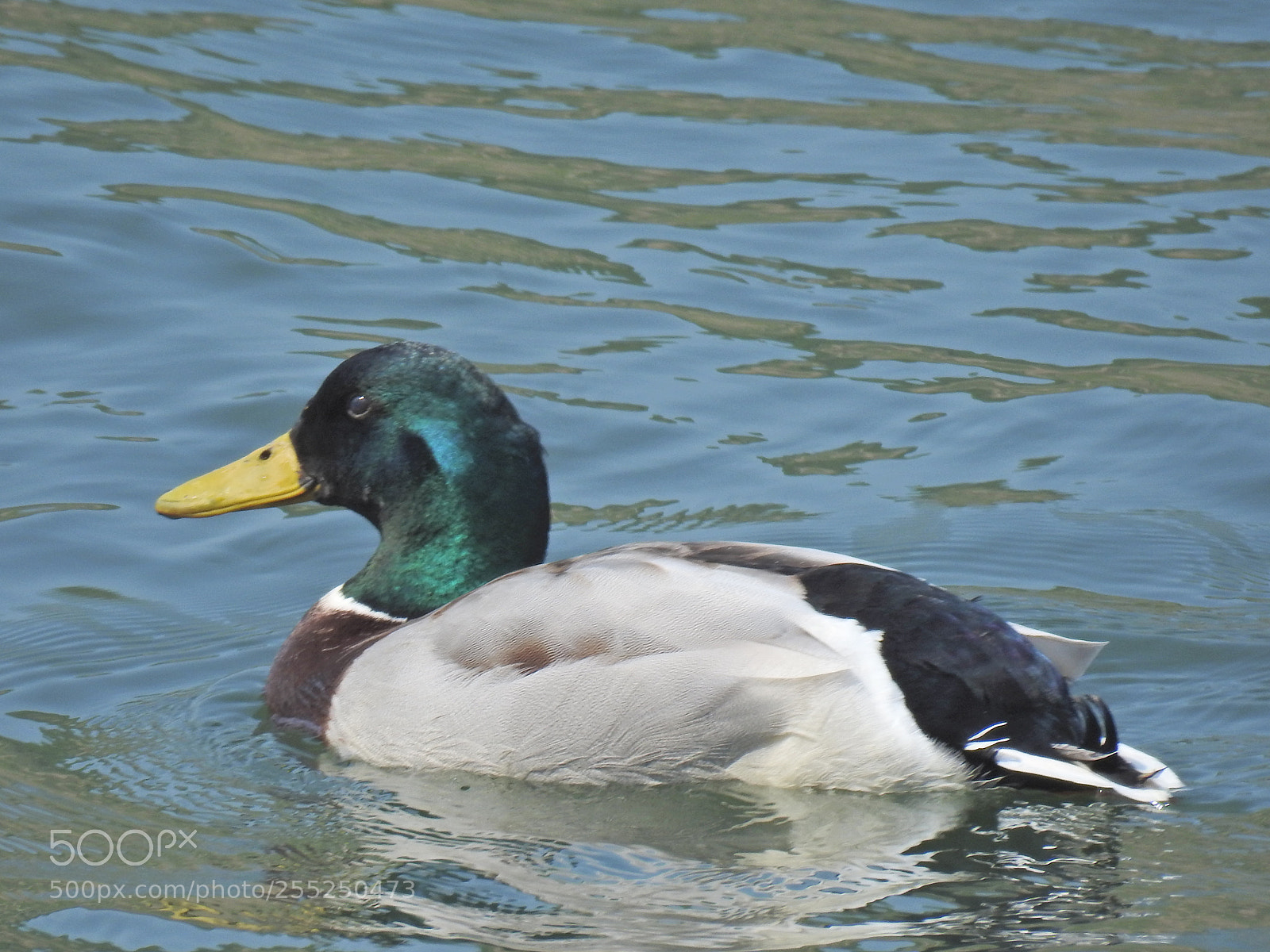 Nikon Coolpix P900 sample photo. Green headed mallard photography