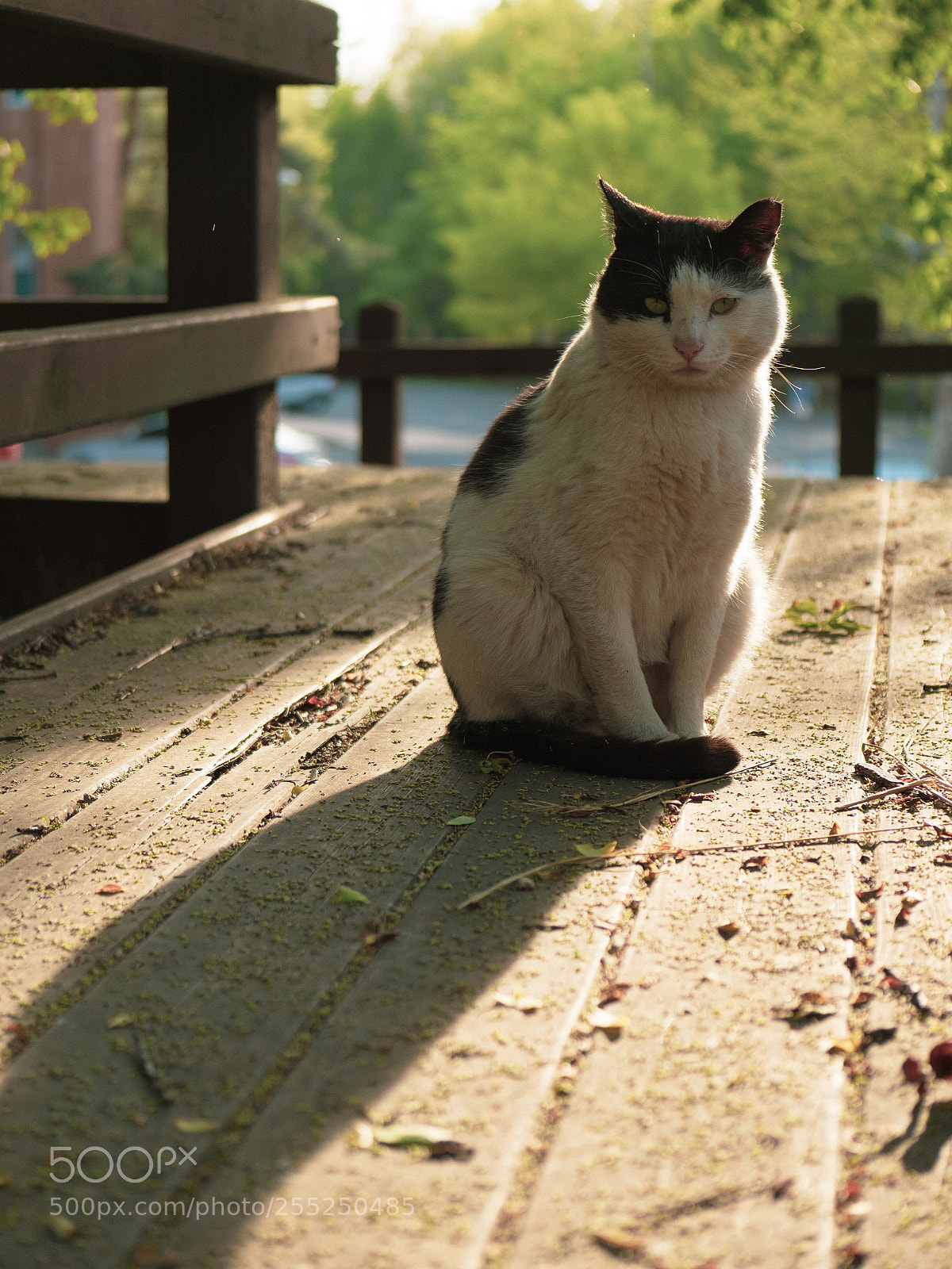 Panasonic Lumix DC-G9 sample photo. 해질녘 빛을 등지고 앉은 고양이 photography
