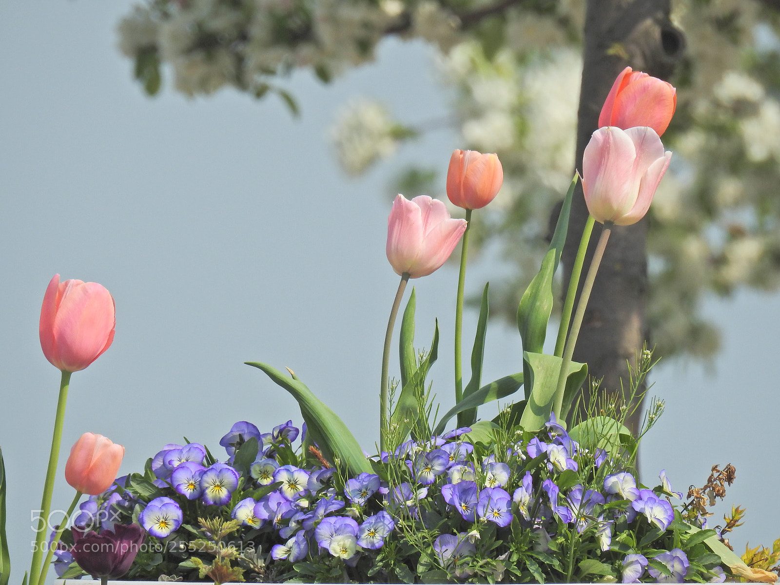 Nikon Coolpix P900 sample photo. Tulips plus photography