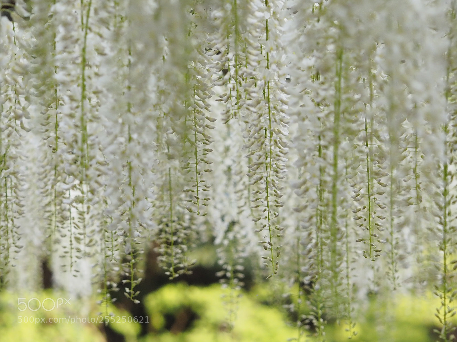 Olympus OM-D E-M10 sample photo. Wisteria
white version... photography