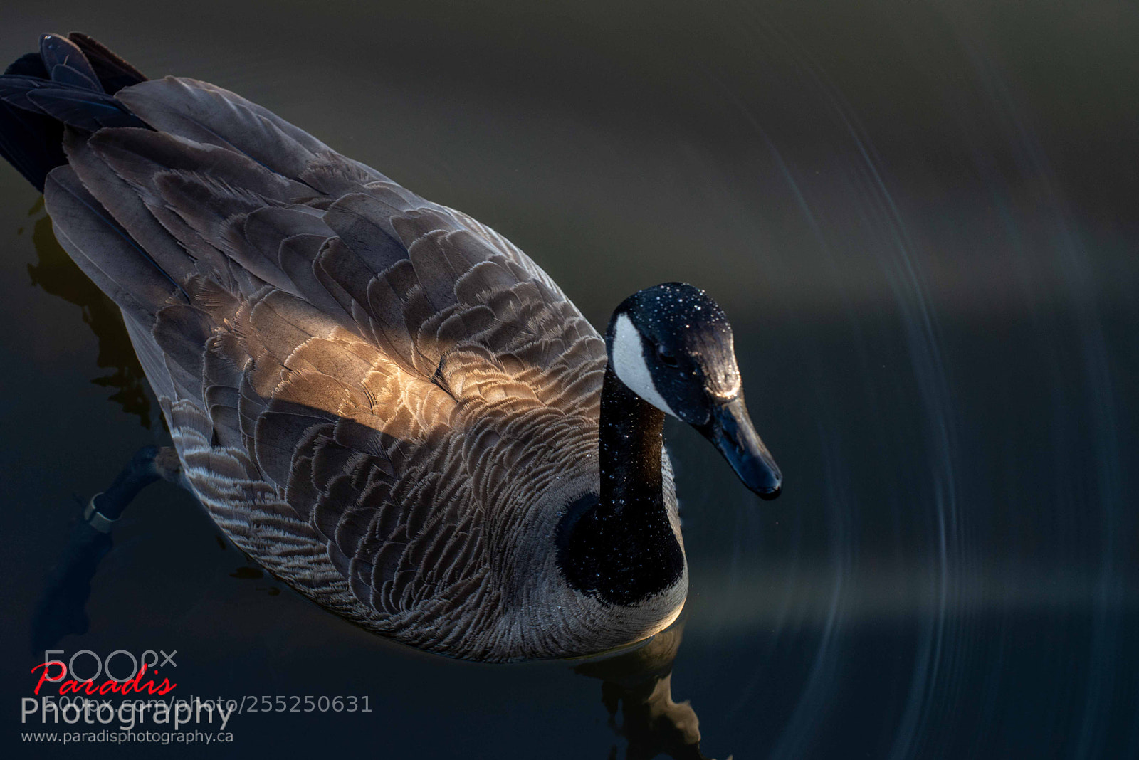 Nikon D600 sample photo. Sun and the goose. photography