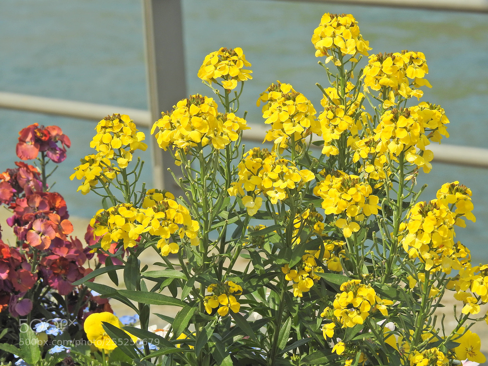 Nikon Coolpix P900 sample photo. The colour yellow photography