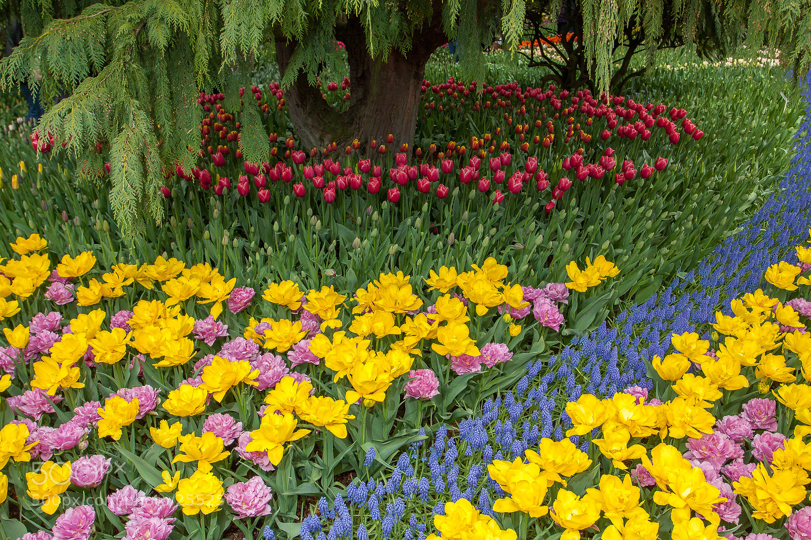 Canon EOS 50D sample photo. Roozengaarde tulip display photography