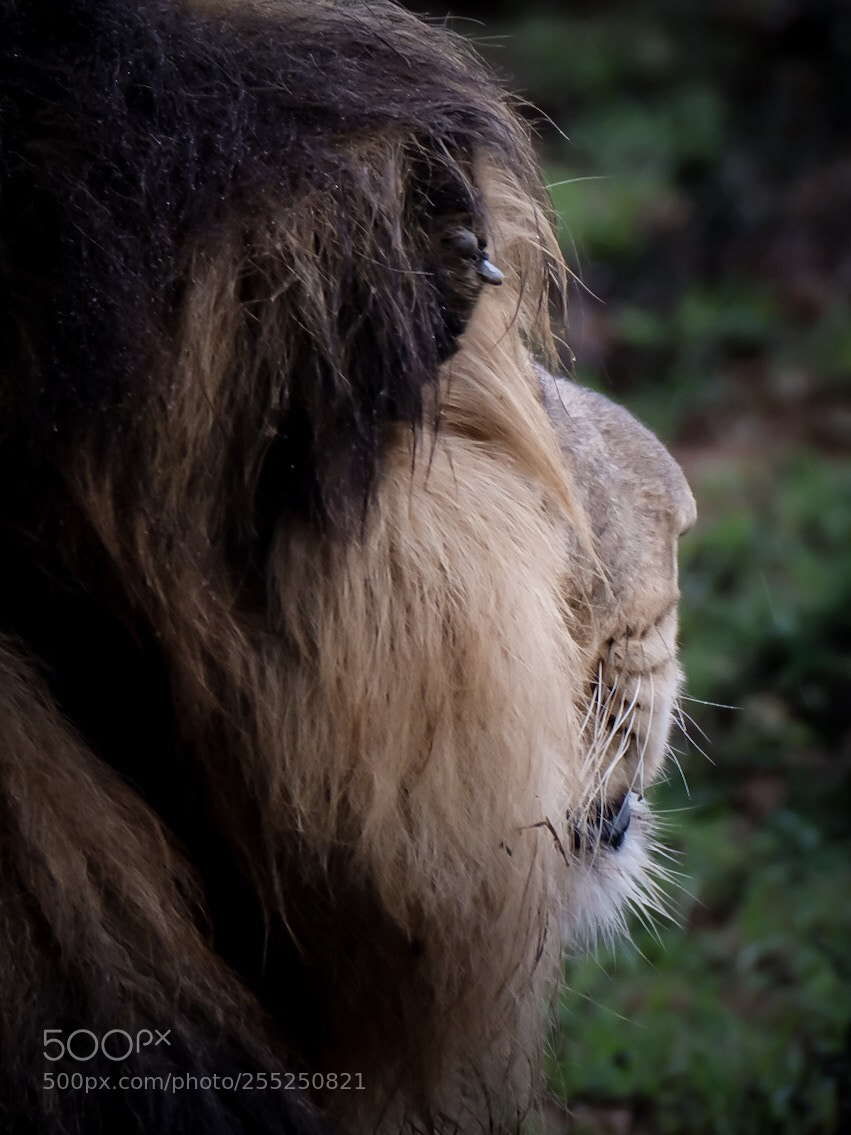 Fujifilm X-T2 sample photo. Mel - addo elephant photography