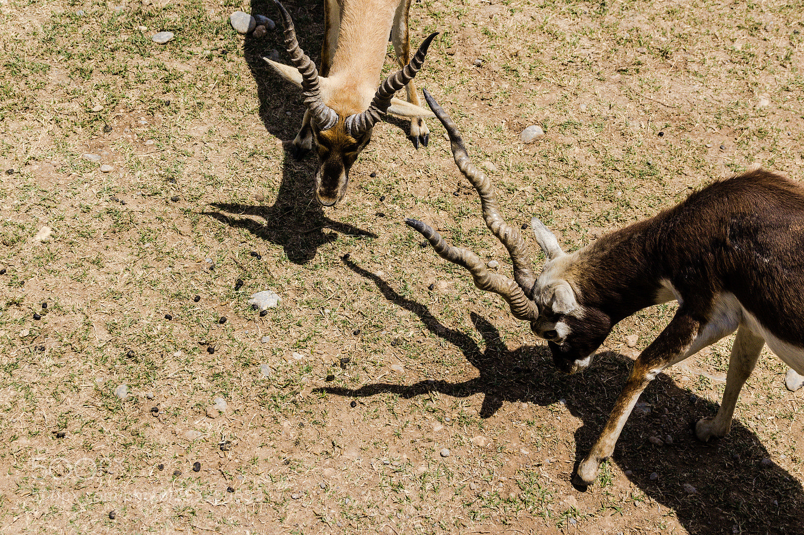 Canon EOS 1200D (EOS Rebel T5 / EOS Kiss X70 / EOS Hi) sample photo. Antelopes about to hit photography