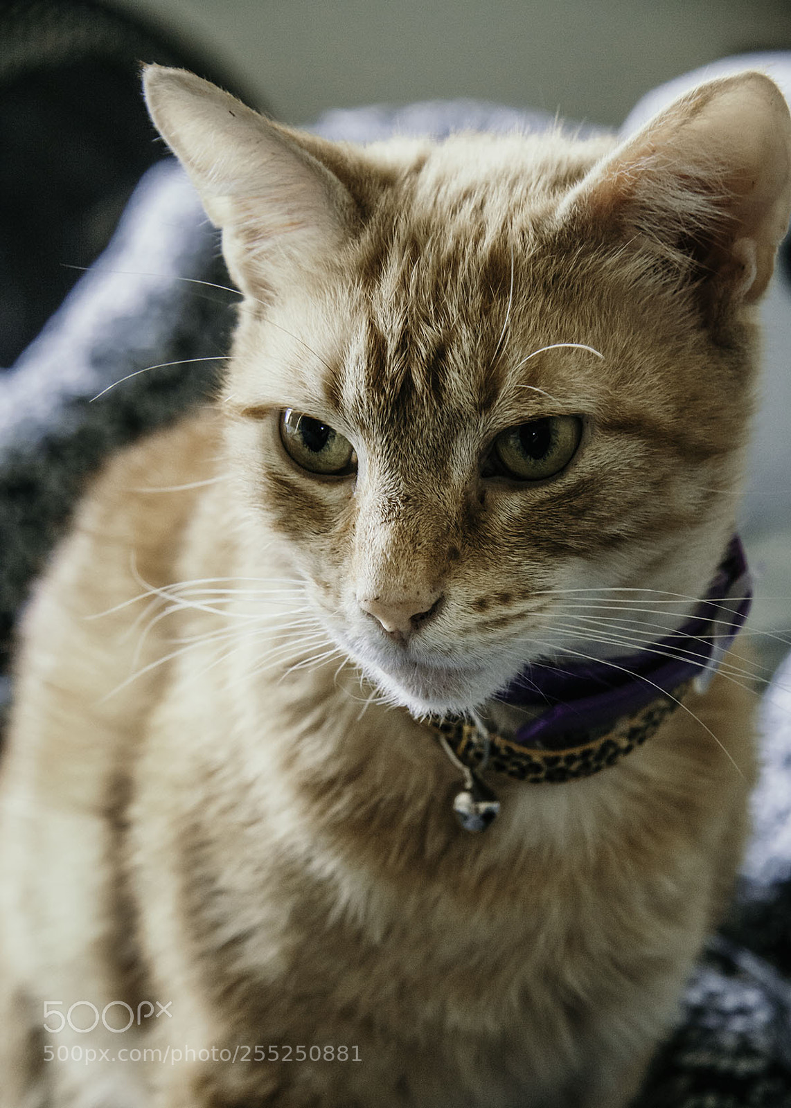 Canon EOS 50D sample photo. What is "camera?" photography