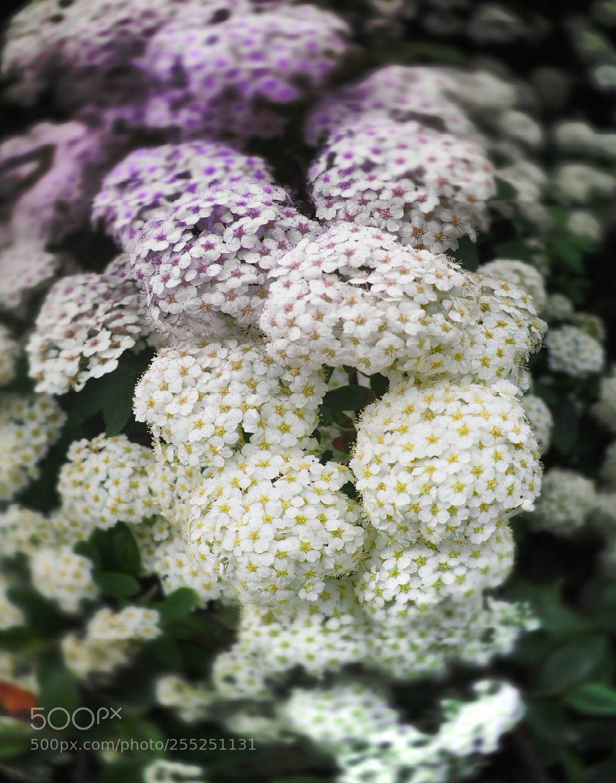Olympus OM-D E-M10 II sample photo. White flowers photography