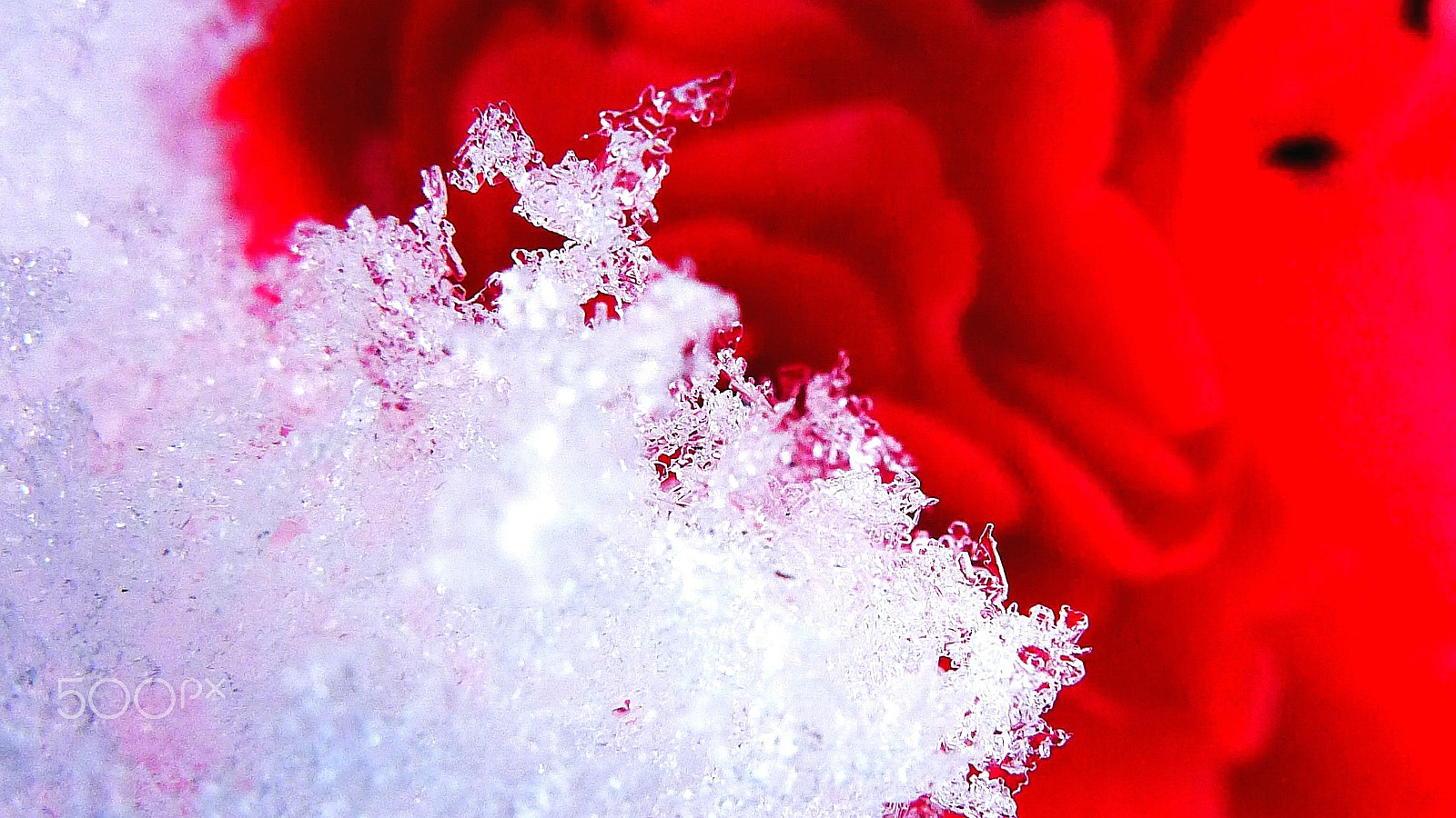 Panasonic Lumix DMC-LX5 sample photo. White and red photography