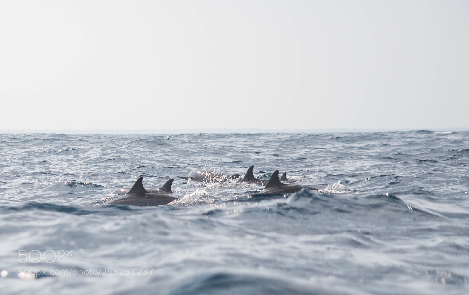 Nikon D7500 sample photo. Dolphin watching photography