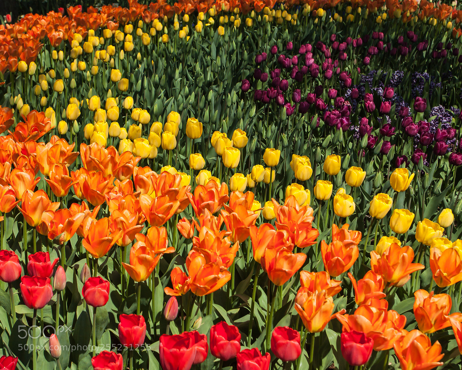 Canon EOS 50D sample photo. Tulip display at roozengaarde photography