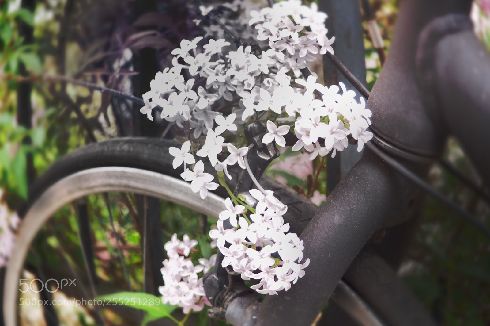 Olympus OM-D E-M10 II sample photo. Bike with flowers photography