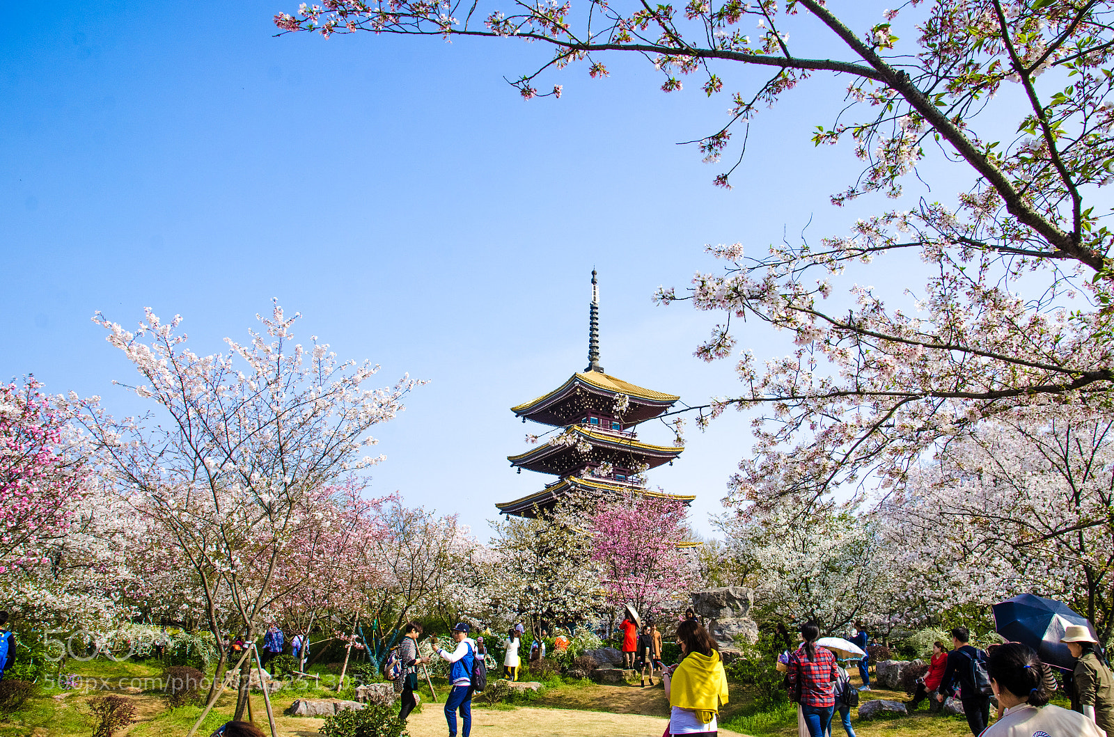 Nikon D7000 sample photo. 赏樱 photography
