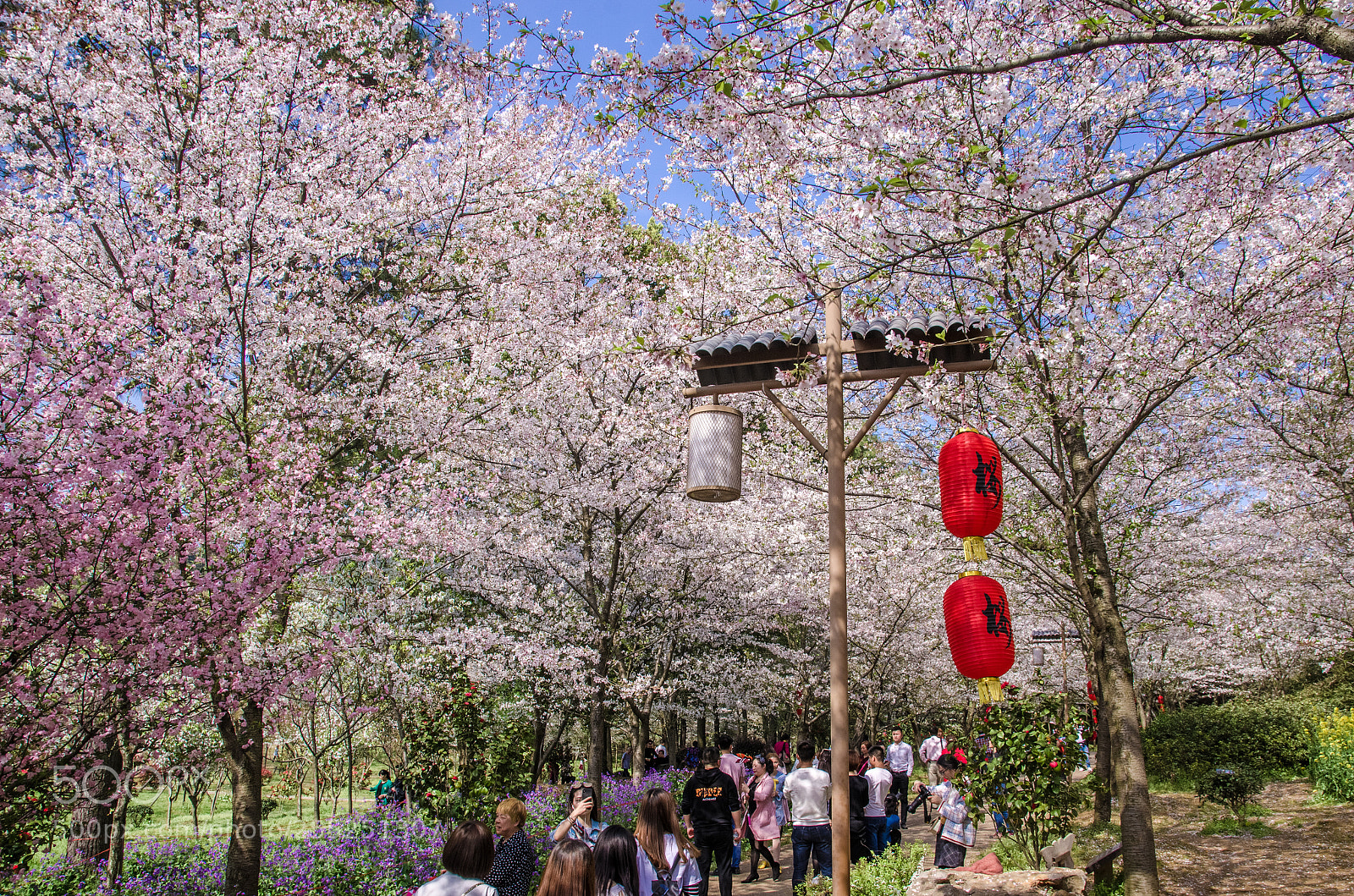 Nikon D7000 sample photo. 赏樱 photography